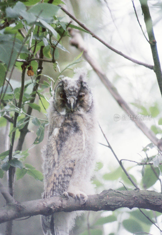 长耳猫头鹰(Asio otus)猫头鹰